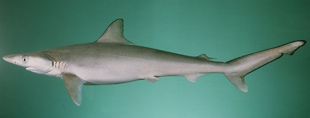 daggernose-shark