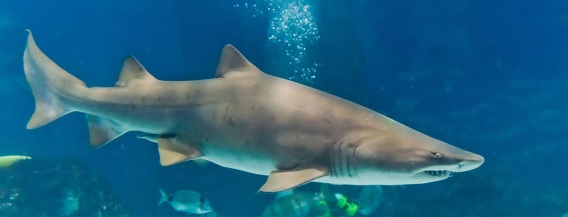 sand-tiger-shark